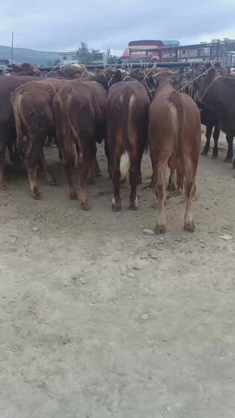 架子公牛大量有货需要的老板可以联系我我