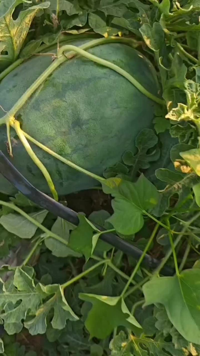 西瓜