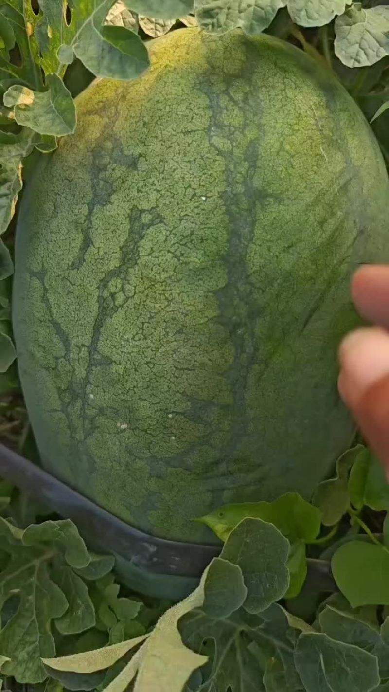 西瓜