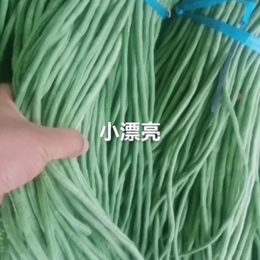 2025山东成武青条长豆角大量上市