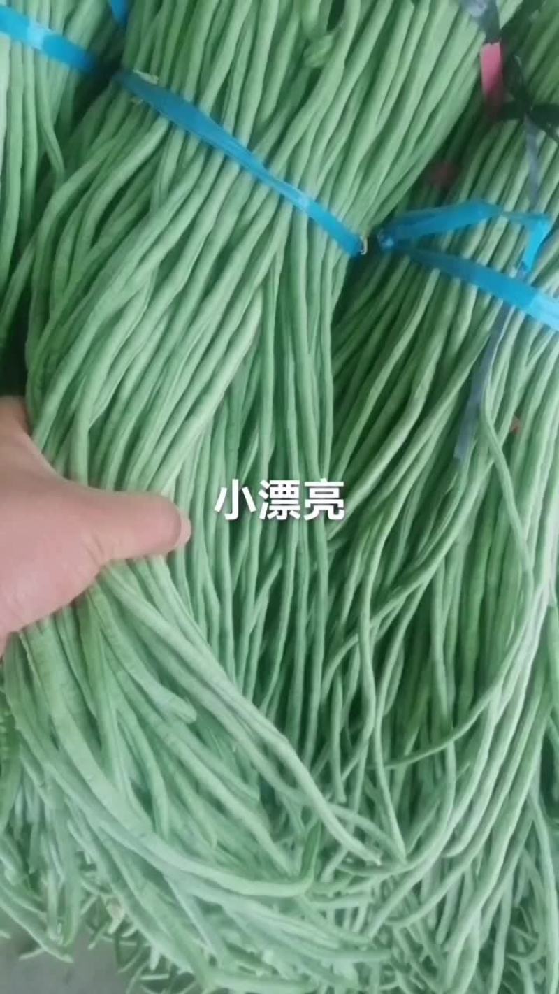 2025山东成武青条长豆角大量上市
