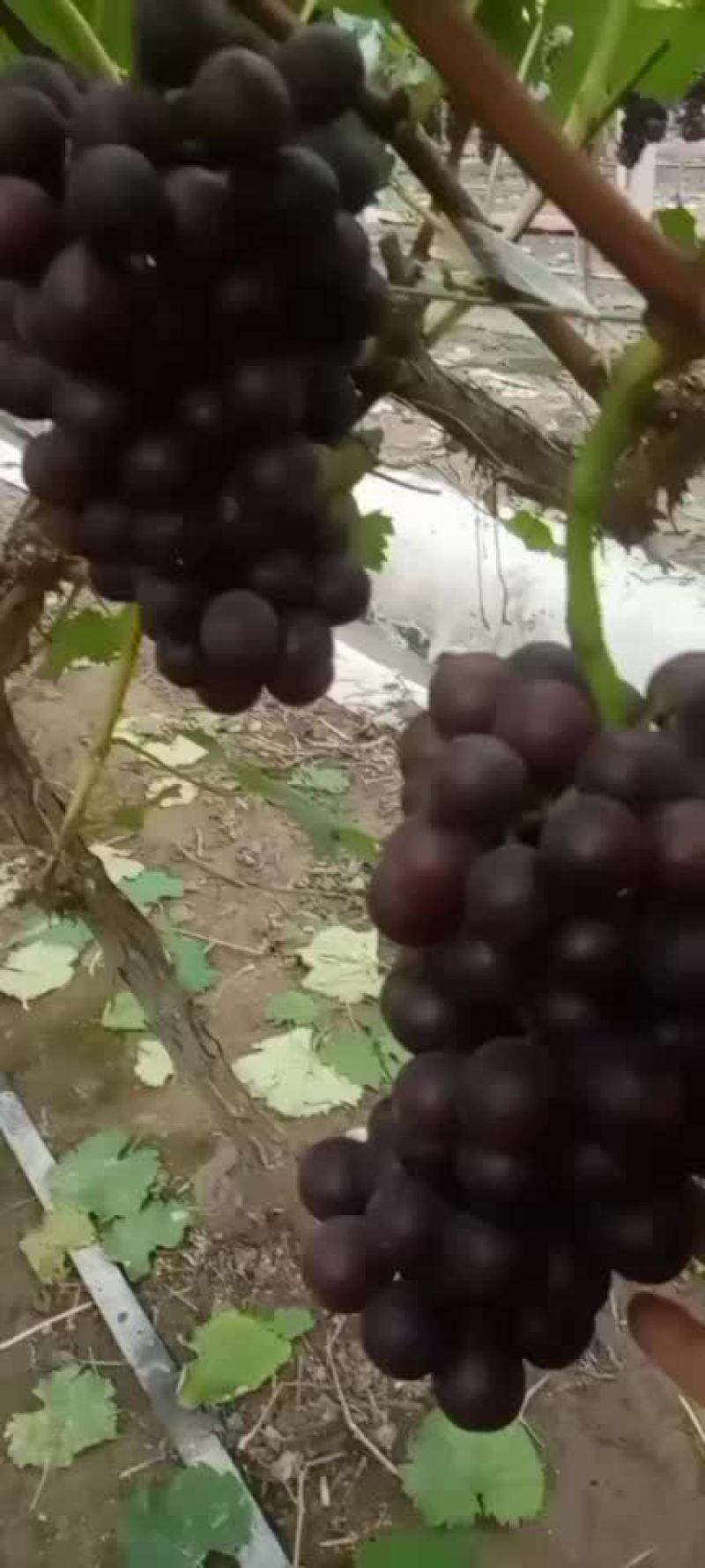 夏黑葡萄