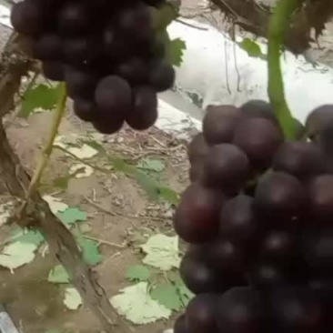 夏黑葡萄