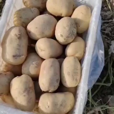 土豆