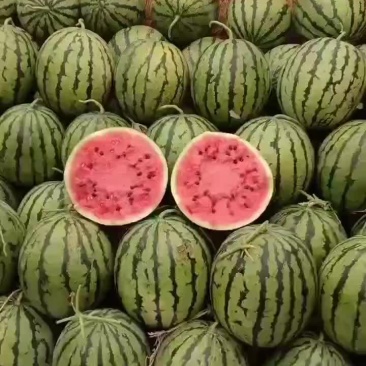 庆红999