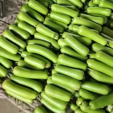 精品瓠瓜