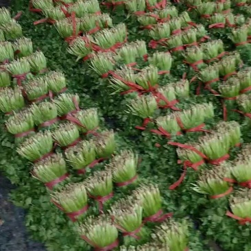 大叶香菜