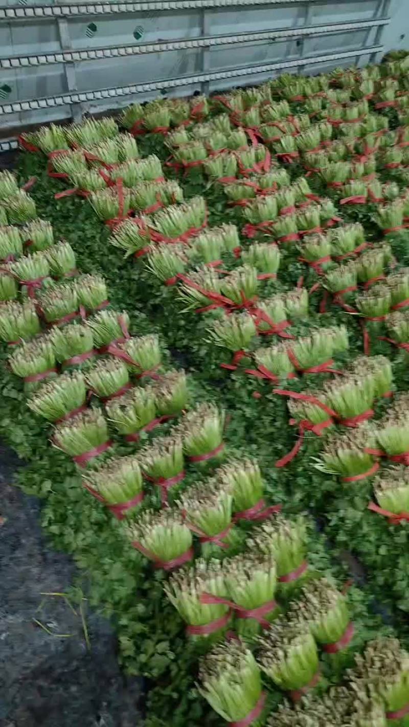 大叶香菜