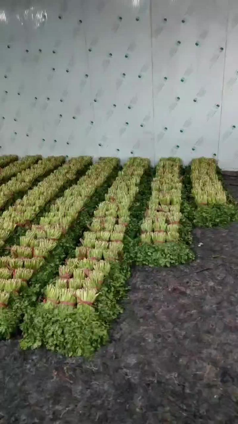 大叶香菜
