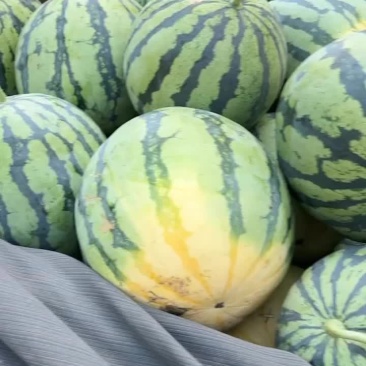 美都西瓜大量上市，