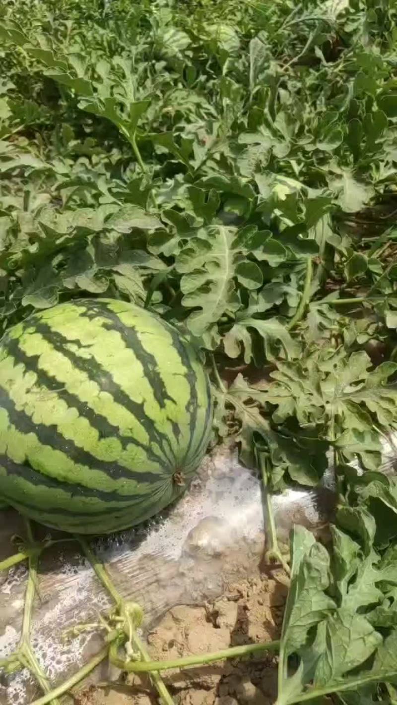 金花1