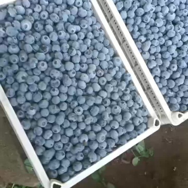 蓝莓