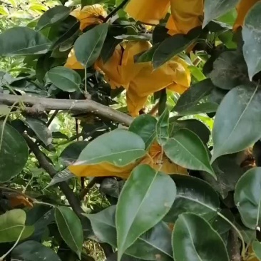 脆甜可口，货真价实。