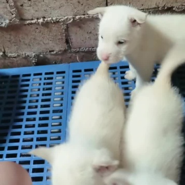 纯种下司犬