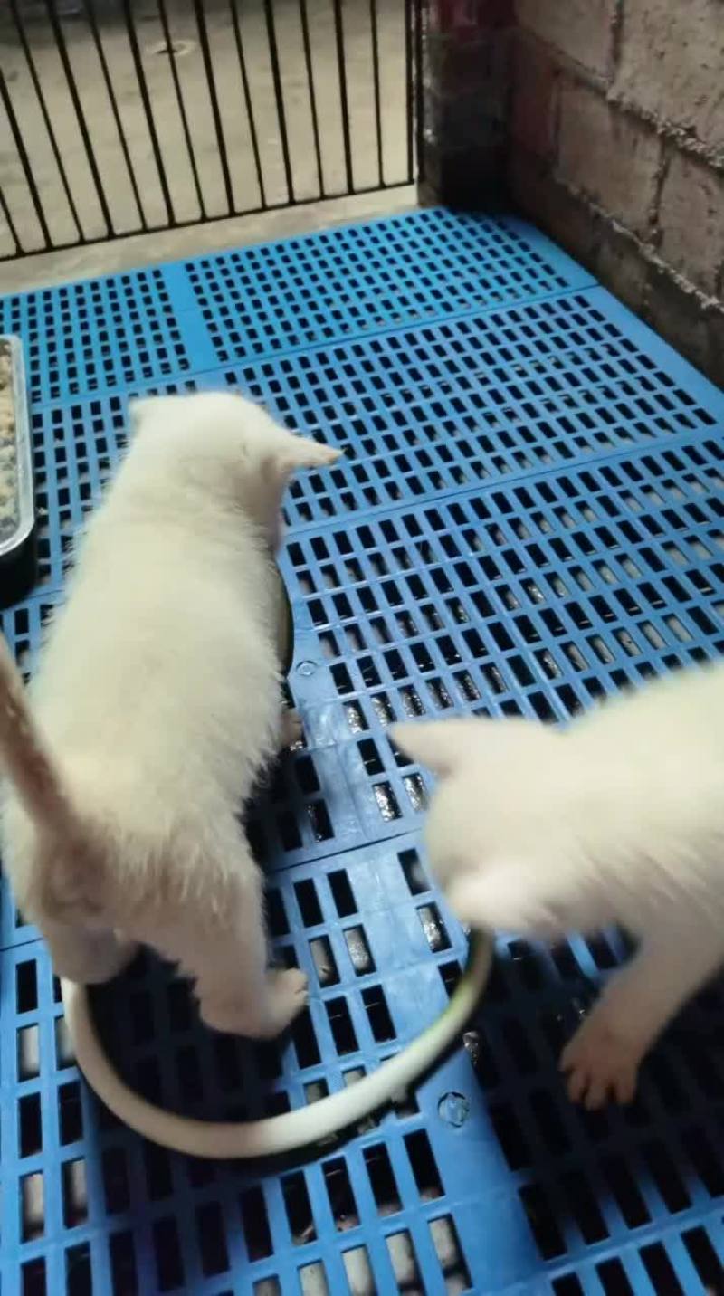 纯种下司犬