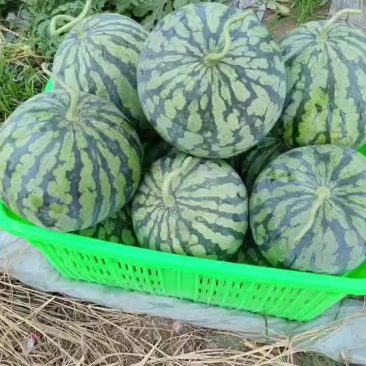 精品美都全部十斤左右