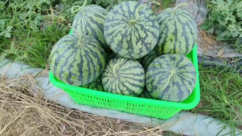 精品美都全部十斤左右