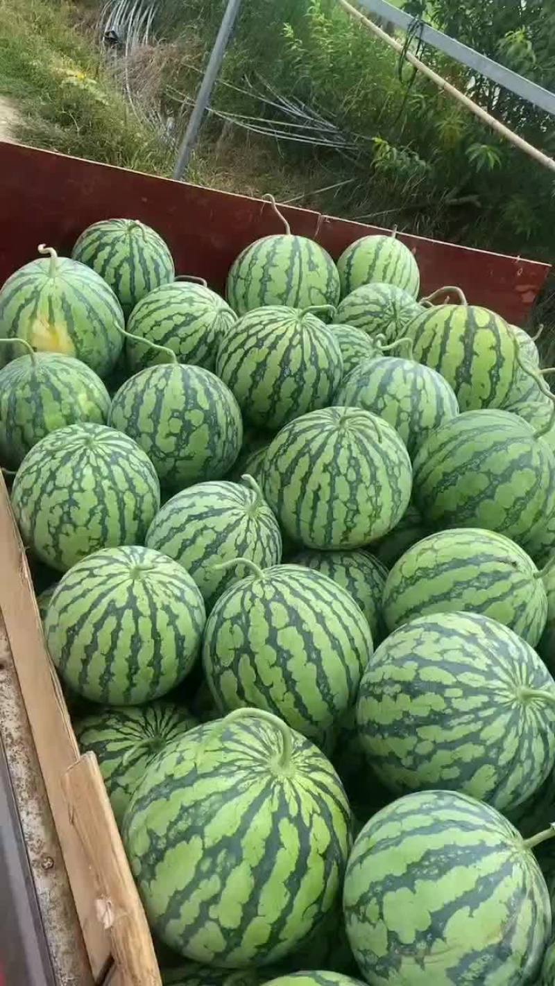 精品美都全部十斤左右
