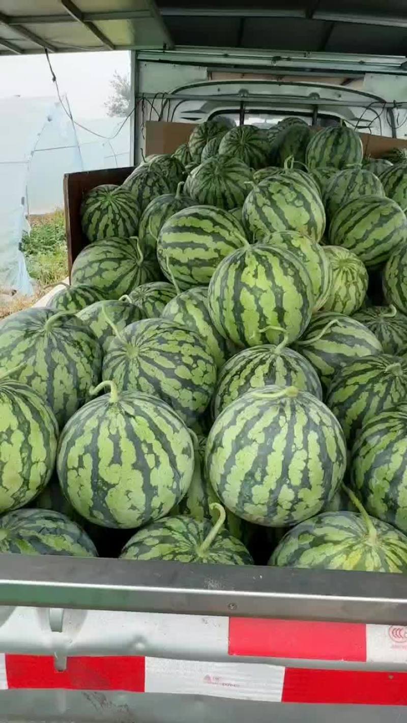 精品美都全部十斤左右