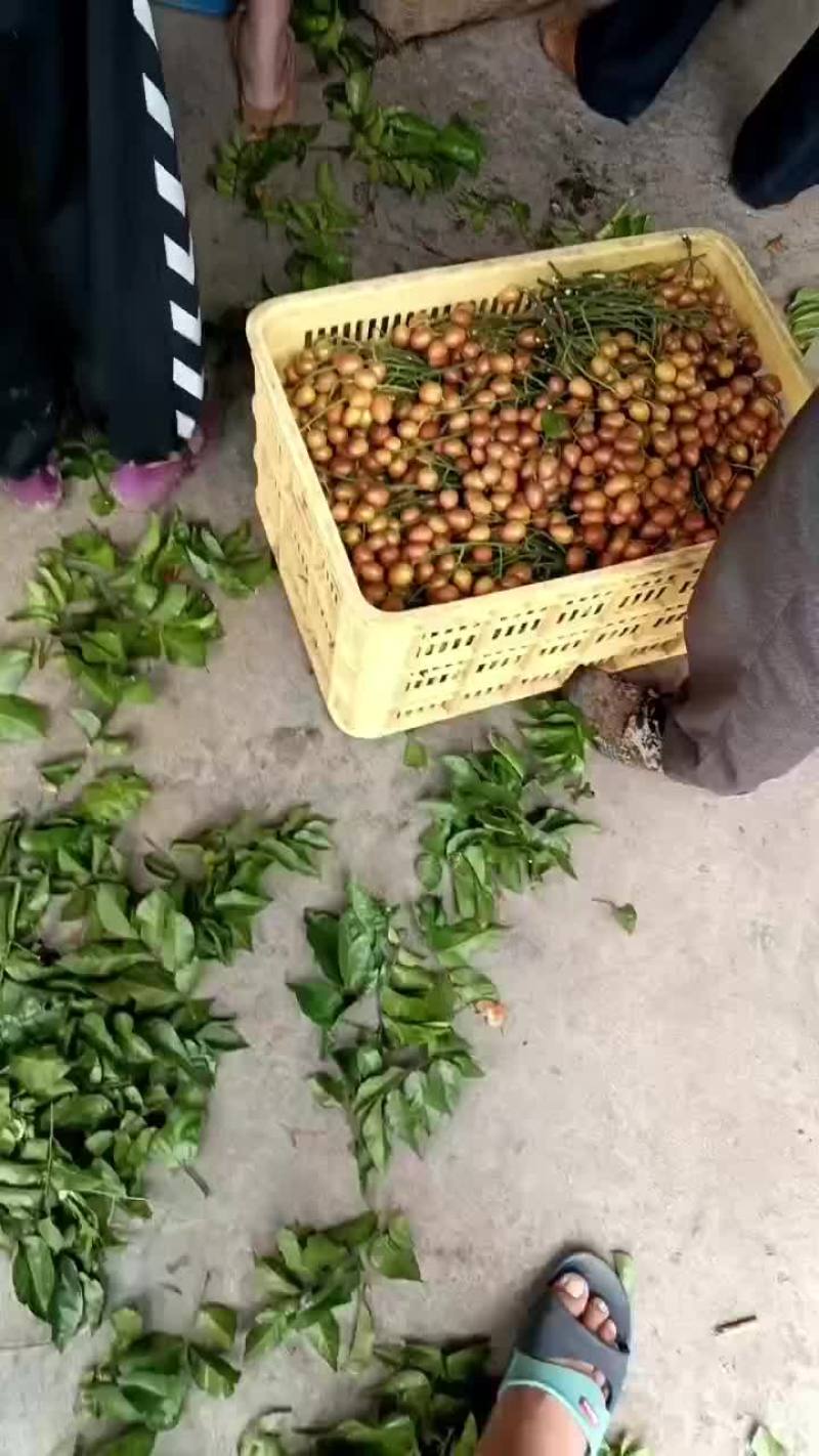 黄皮果黑金刚