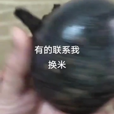 乌灵参