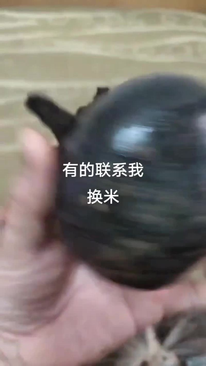 乌灵参