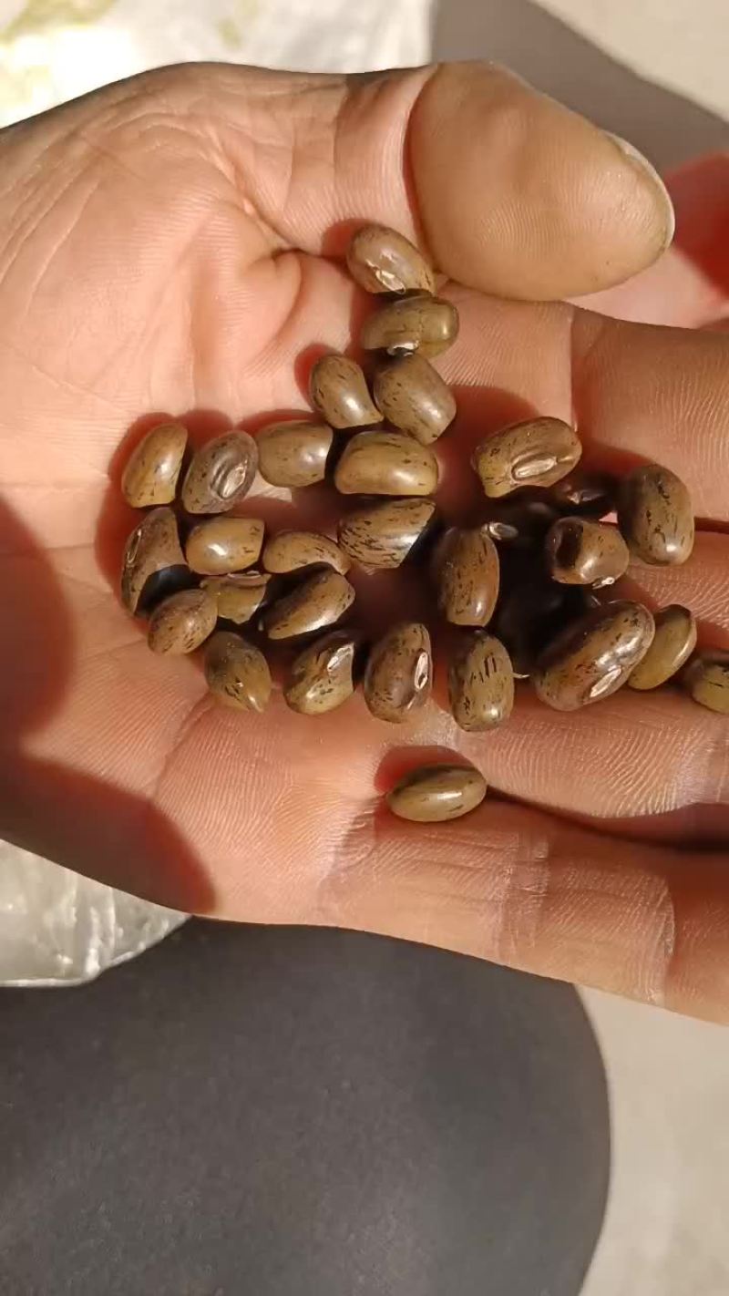 皂角种子