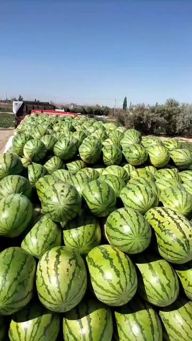 双红金城，老金城，一手货源可随时装车，质量保证，口感脆甜