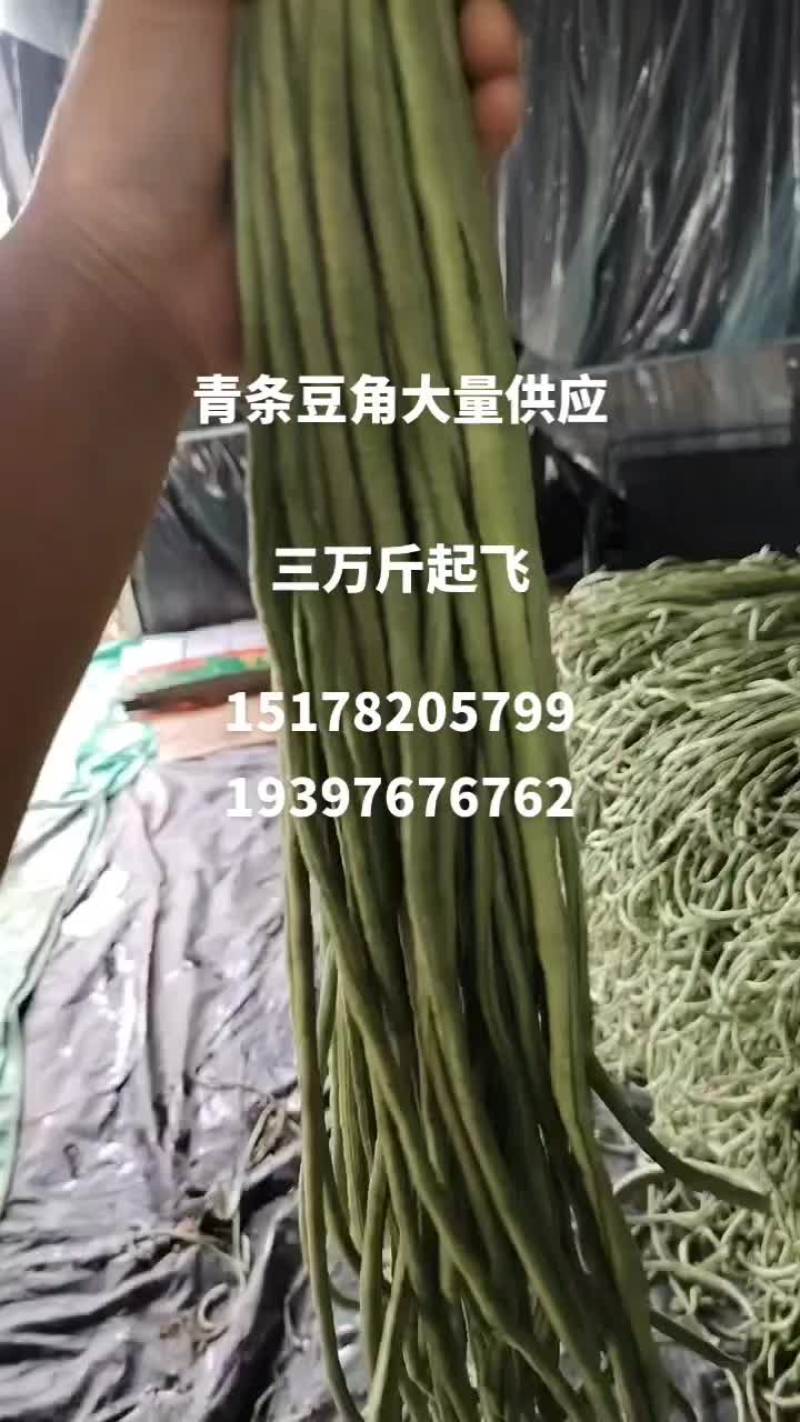 宿州埇桥青条豆角大量有货中