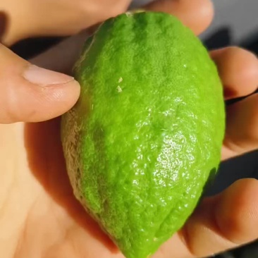 广东香水柠檬夏果青绿青绿的