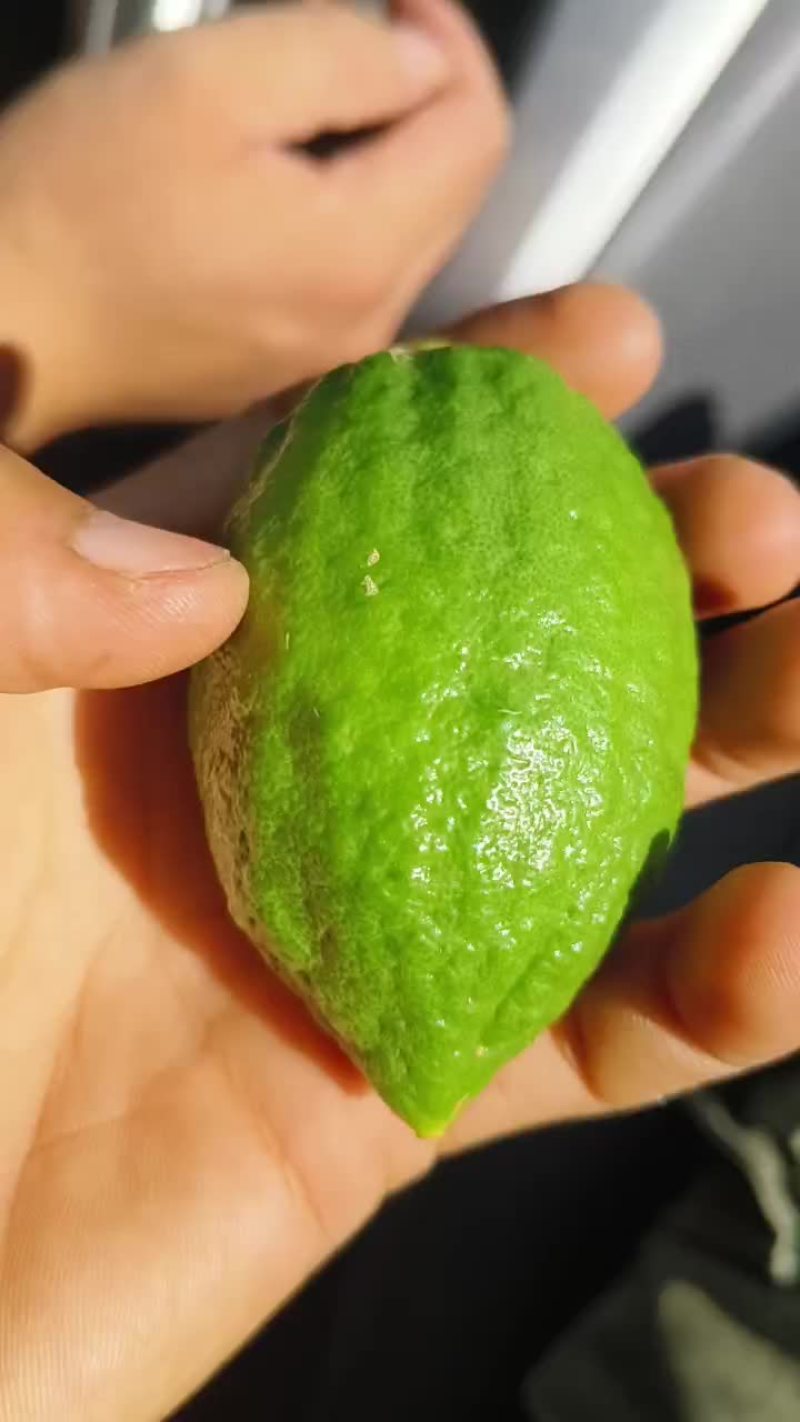 广东香水柠檬夏果青绿青绿的