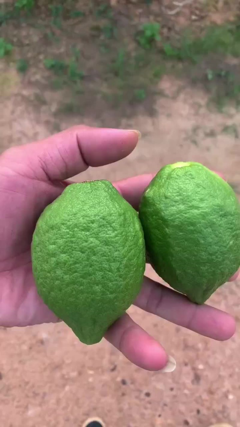 广东香水柠檬夏果青绿青绿的