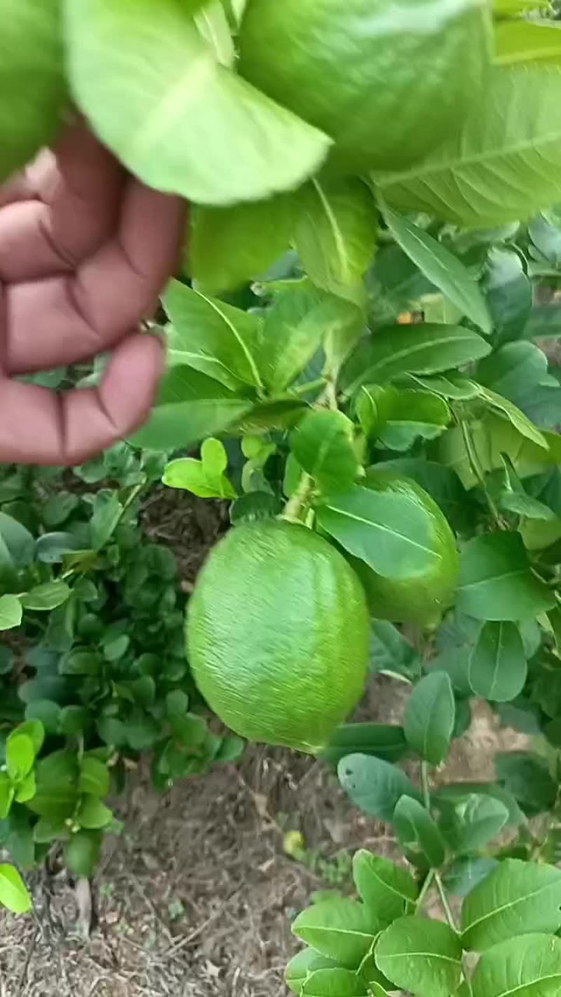 广东香水柠檬夏果青绿青绿的