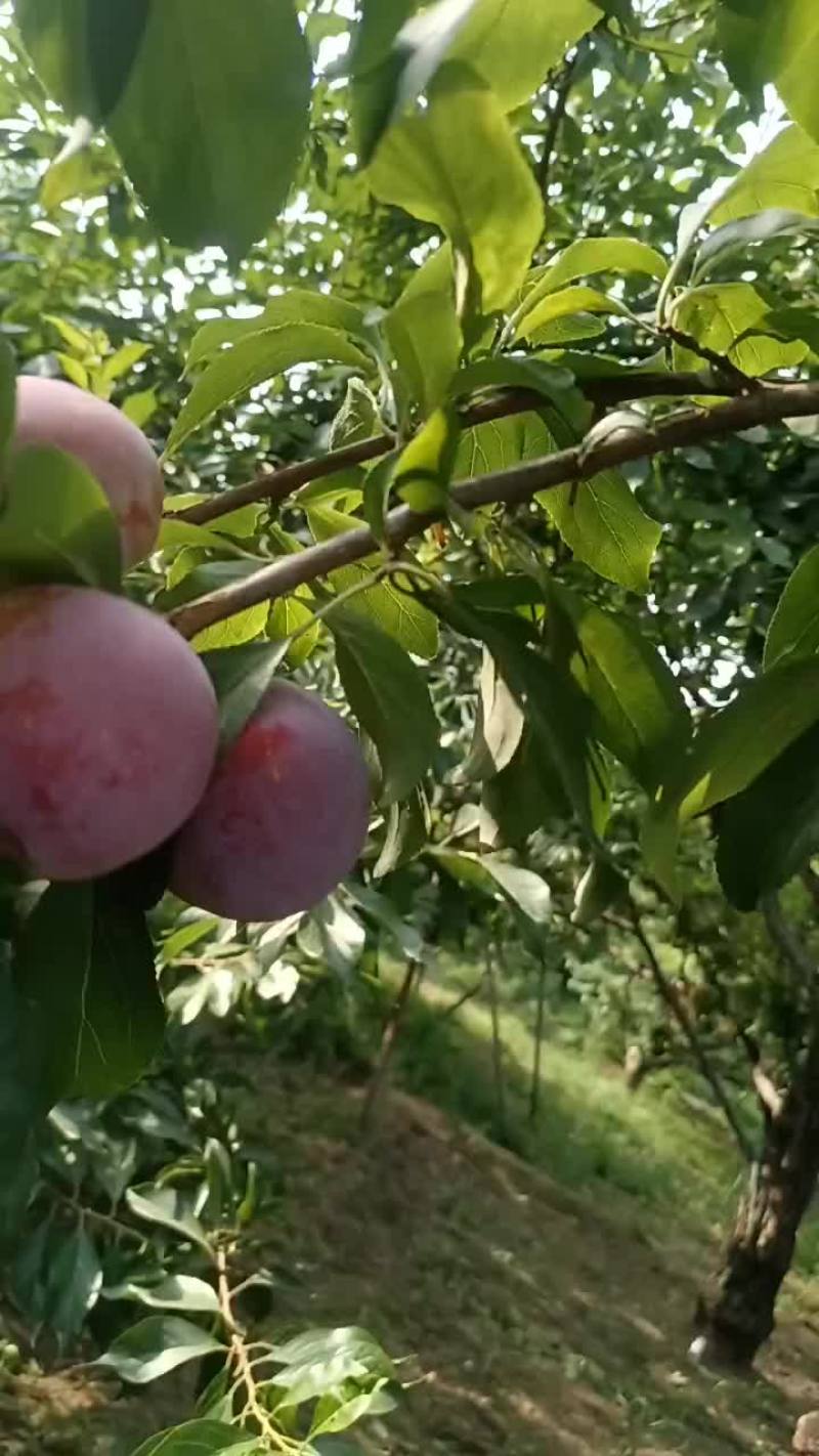 玖瑰红李子