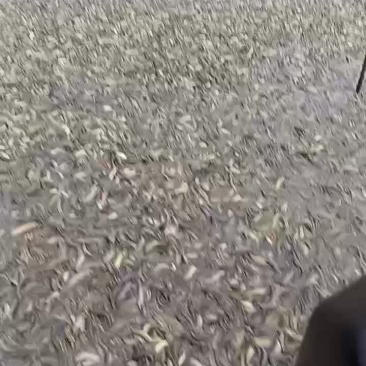 泥鳅