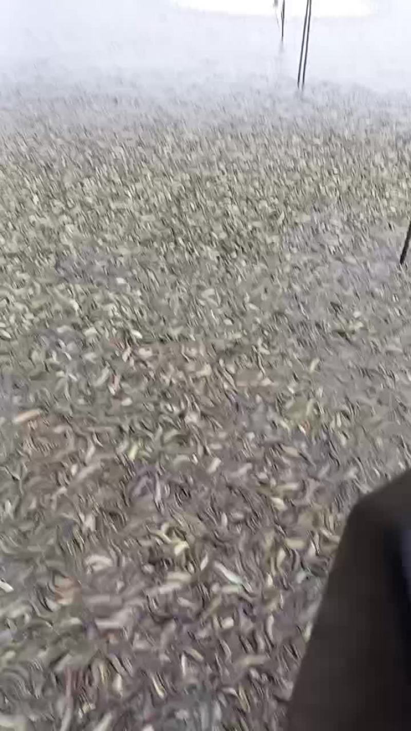 泥鳅