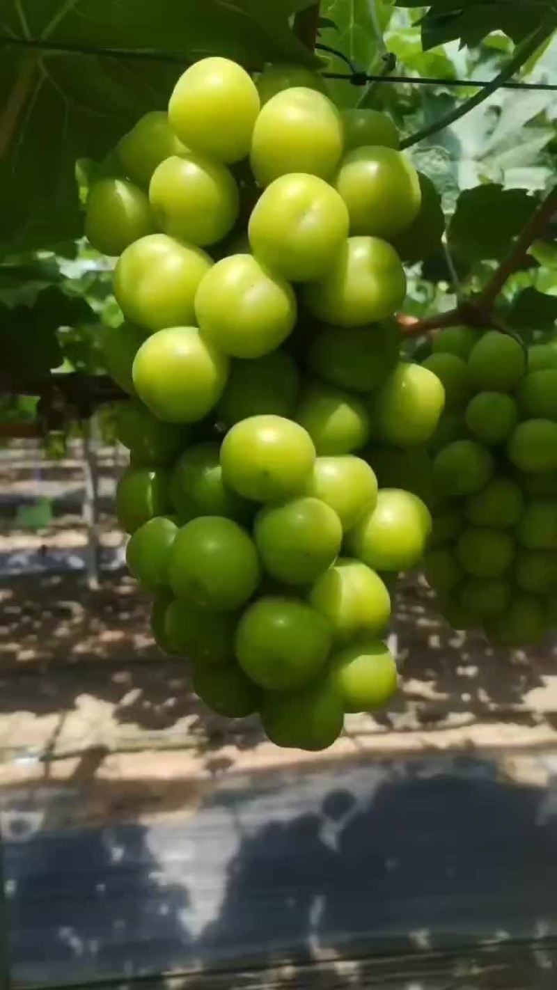 阳光玫瑰