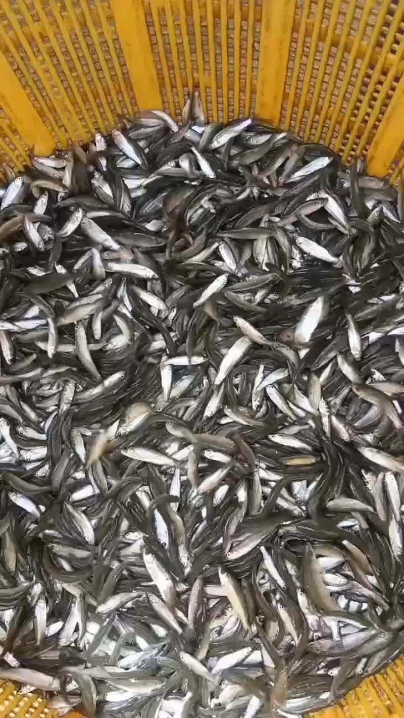 赤眼鳟鱼苗