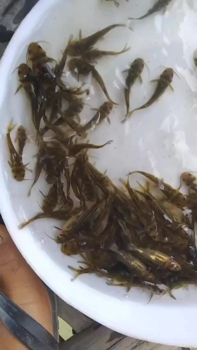 #黄颡鱼苗