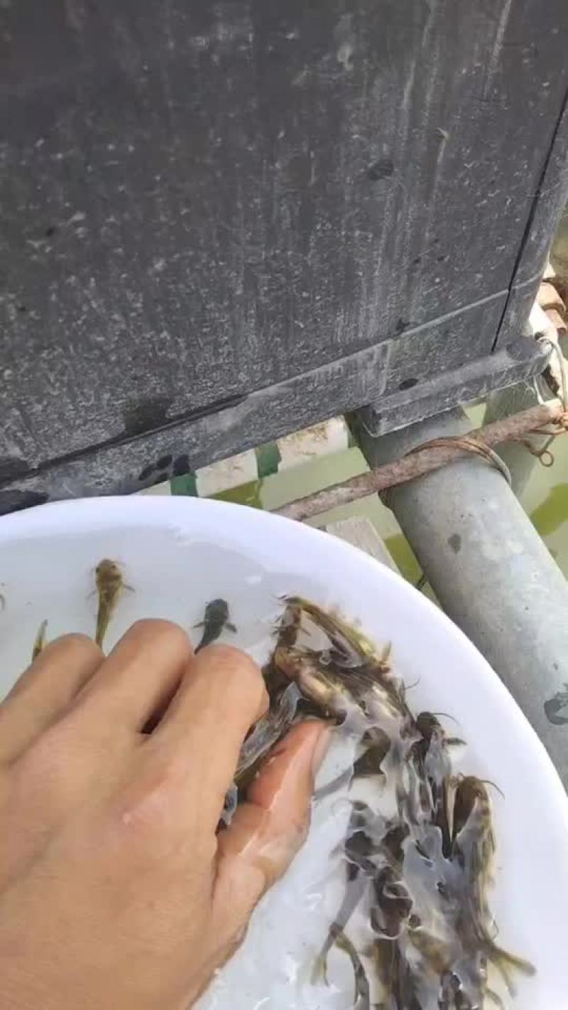 #黄颡鱼苗