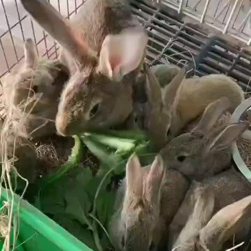 纯种比利时兔
