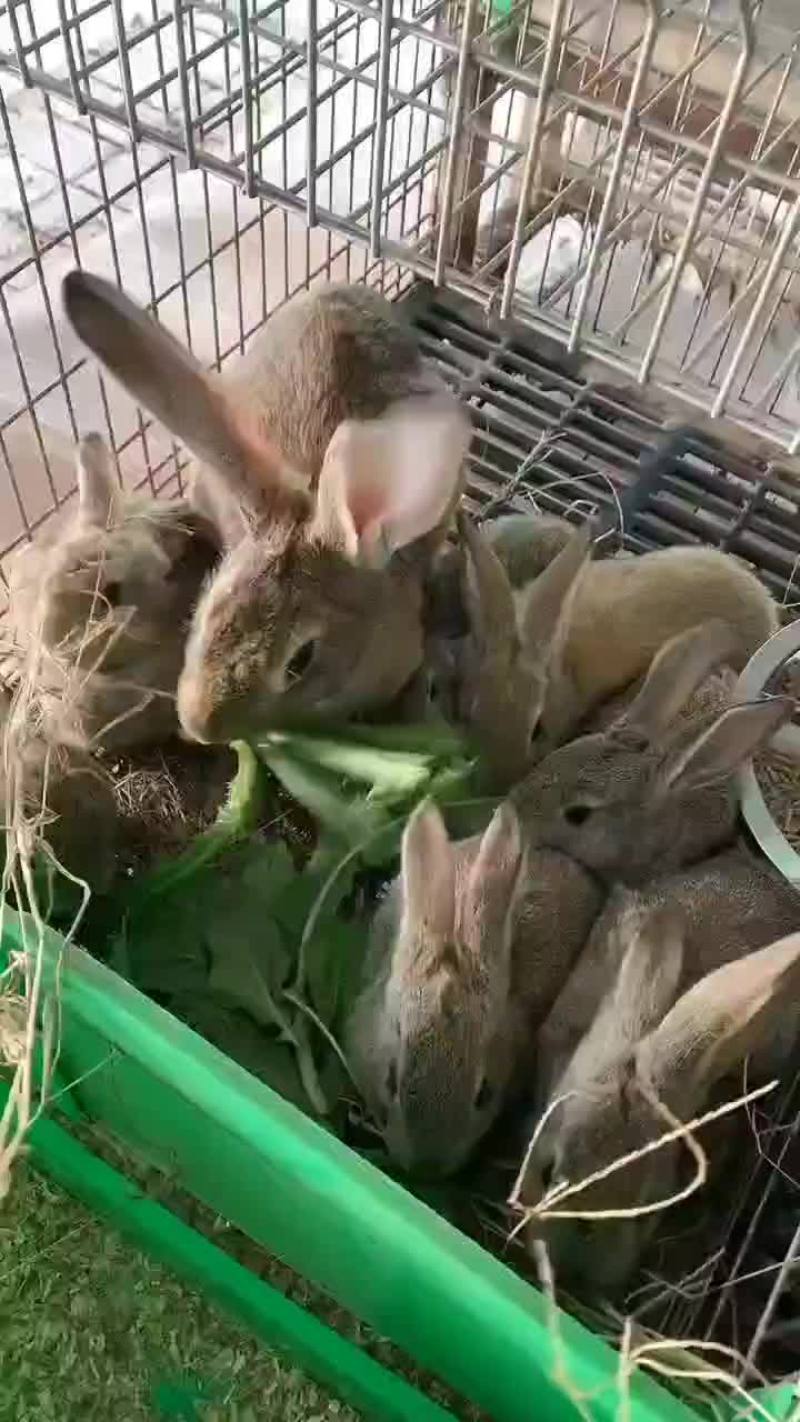 纯种比利时兔