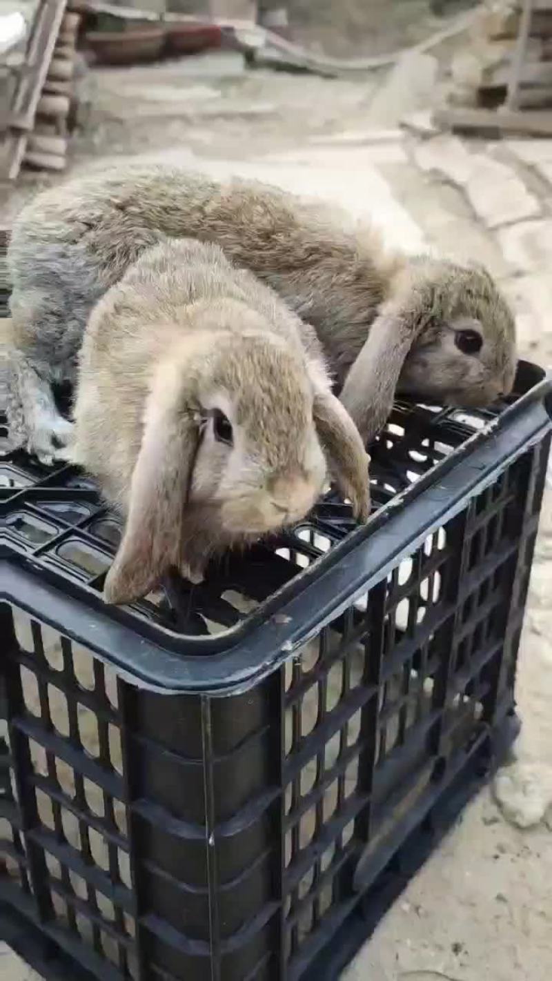 纯种比利时兔