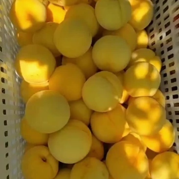 黄金冠