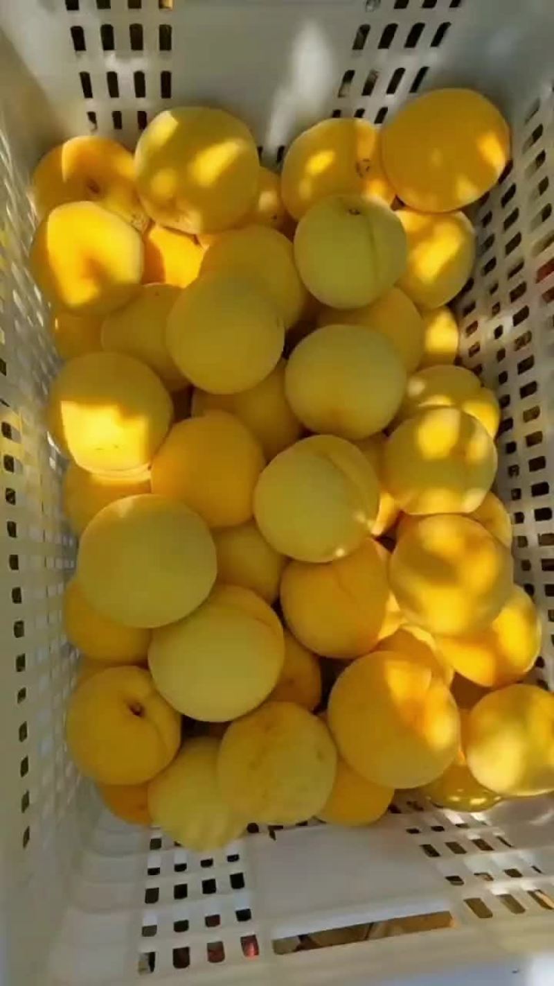 黄金冠