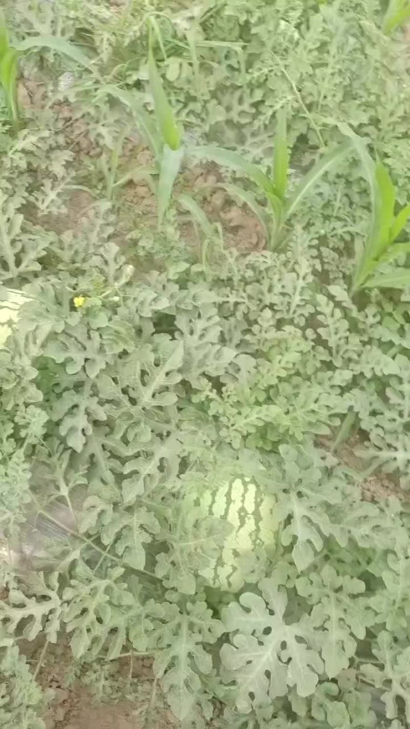 西瓜