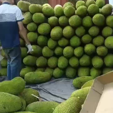 菠萝蜜1号果