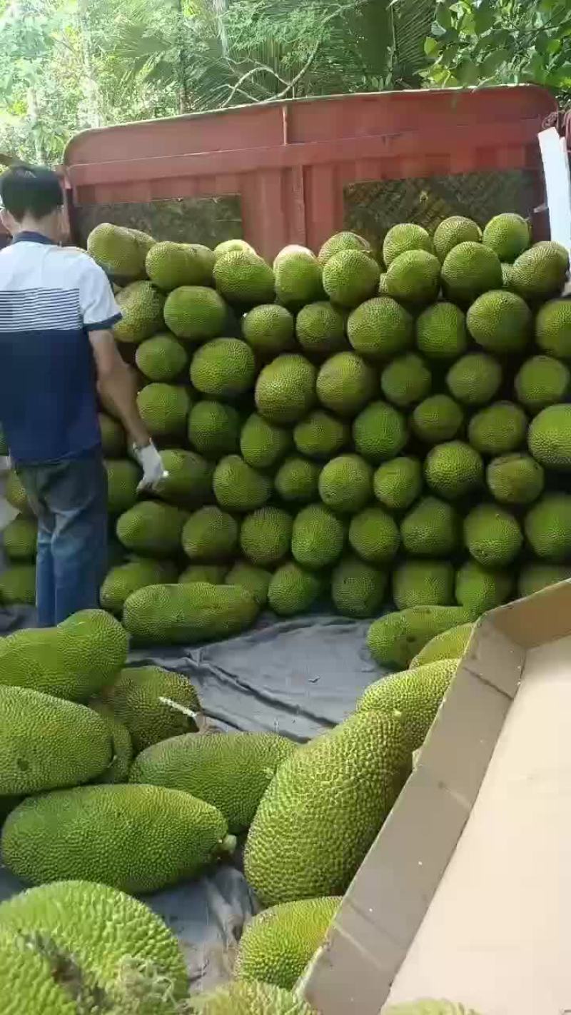 菠萝蜜1号果