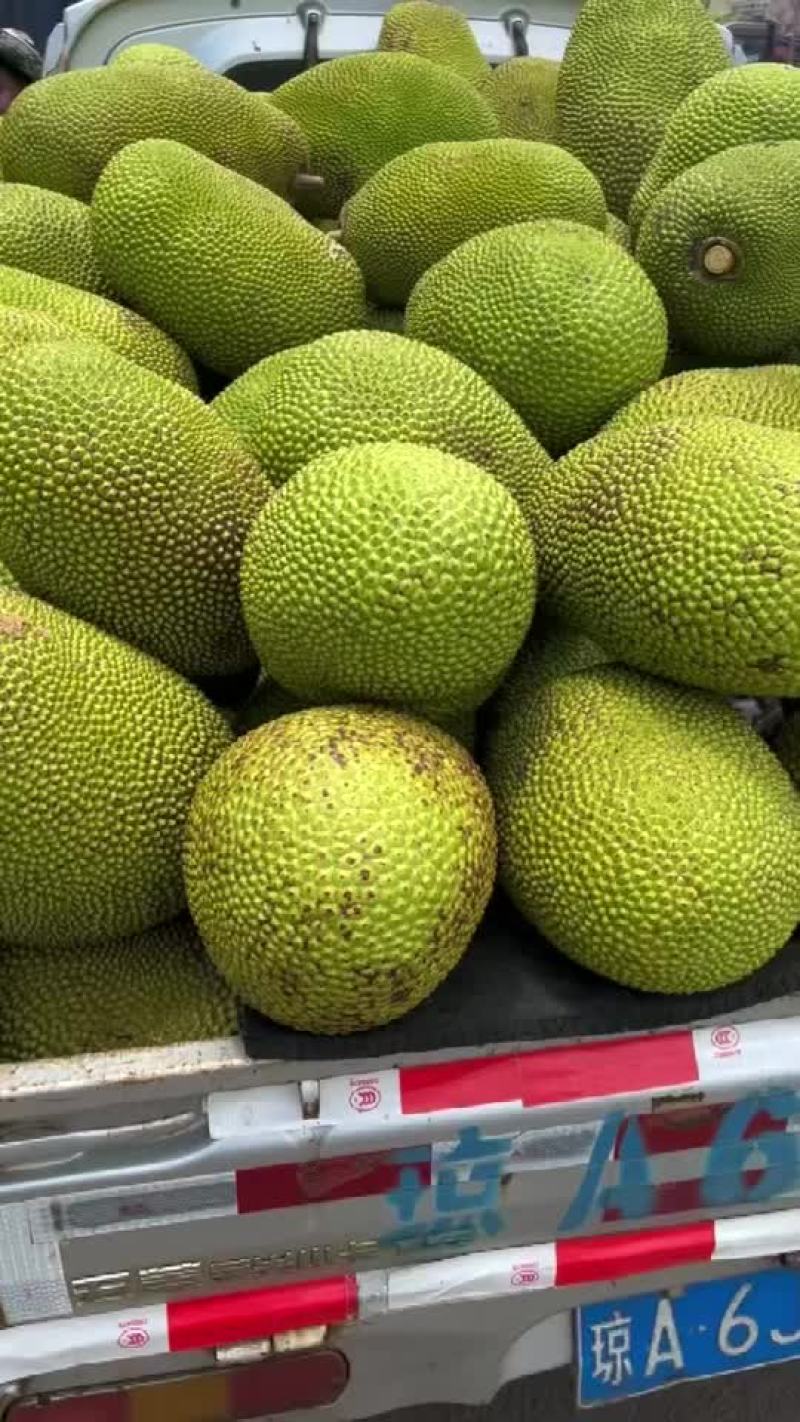 菠萝蜜1号果