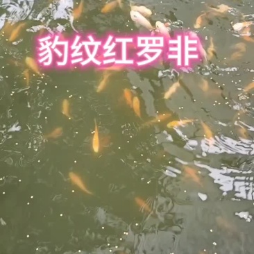 优质豹纹红罗非苗，大量推销